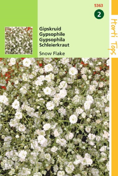 Baby's Breath Snow Flake (Gypsophila paniculata) 300 seeds HT